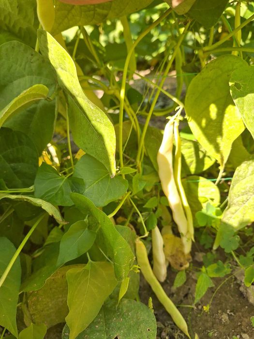 Seminte de fasole roză pe par