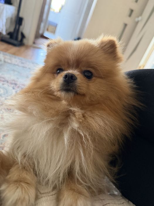 Продам немецкого шпица мини