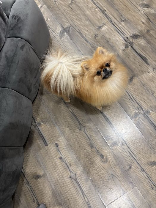 Pomeranian cu pedigree _exemplar deosebit