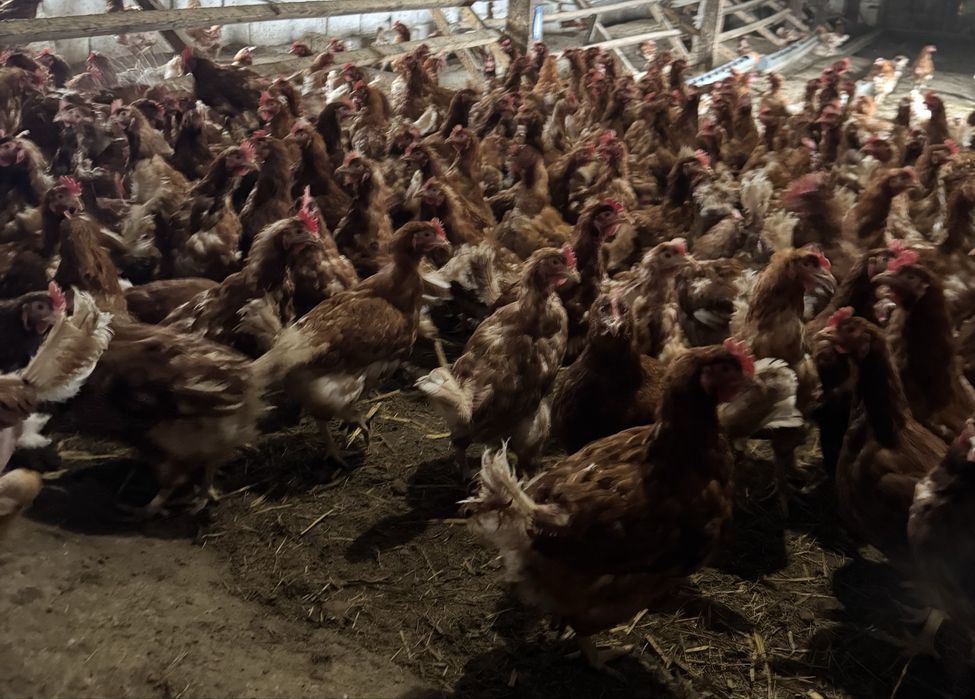 Продам курей несушек