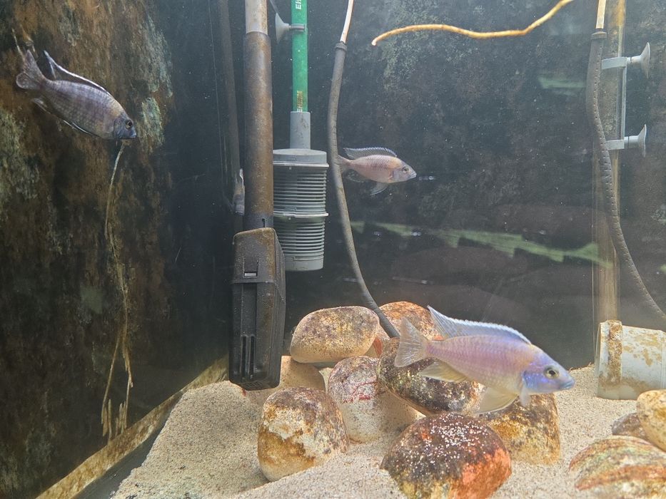 Red Rubin ciclide