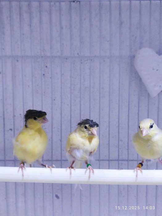 Канарейка Трайник сайрок кушлардан чиккан 1,5-2 ойлик жужалар сотилади