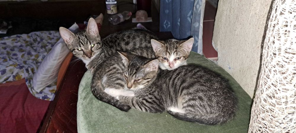 Doneaz 3 pisicute dragalase