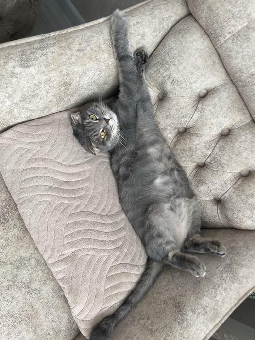 Кошка, шотланская вислоухая