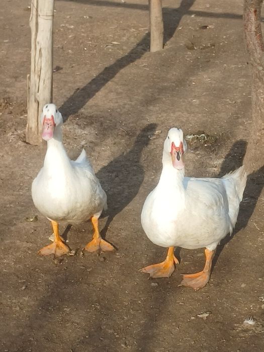 Продается утки самец