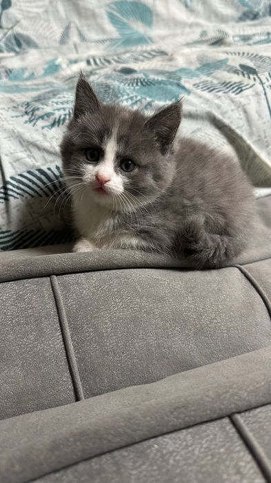 Отдам котят в хорошие руки