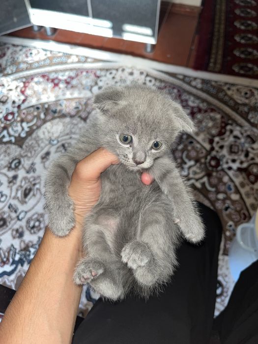 Шотланская вислоухая