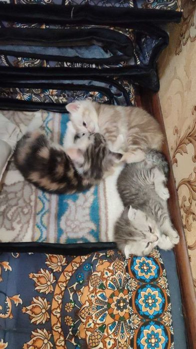 Scottish Fold mushuk