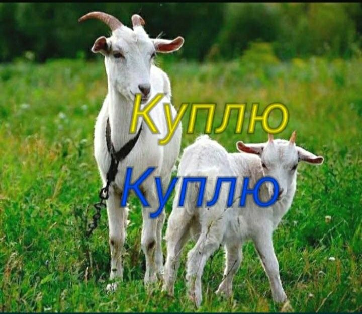 Ешкы, Коз 10 тыс.