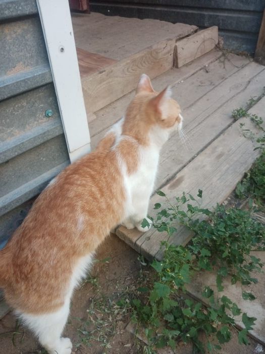 Отдам в добрые руки