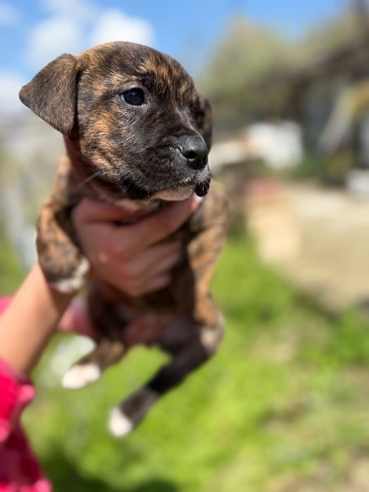 Кученца Кане Корсо