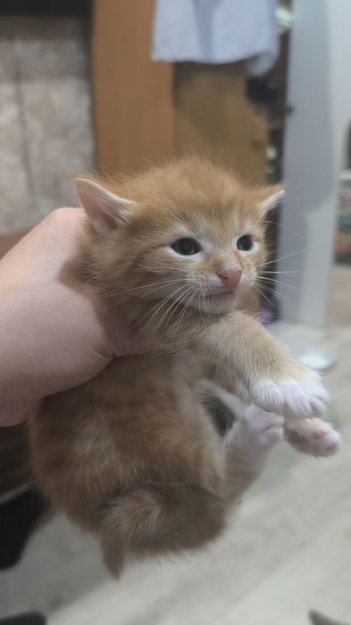 Котята бесплатно