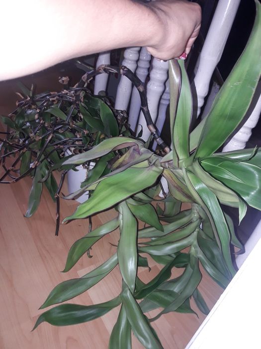 Золотой ус или сорокоуст на лечение