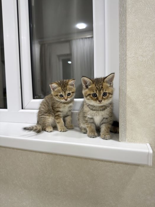 Продаются очаровательные котята по доступной цене