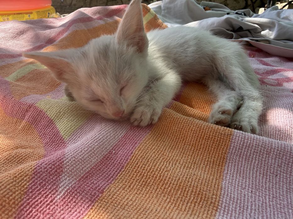 Котенок в добрые руки