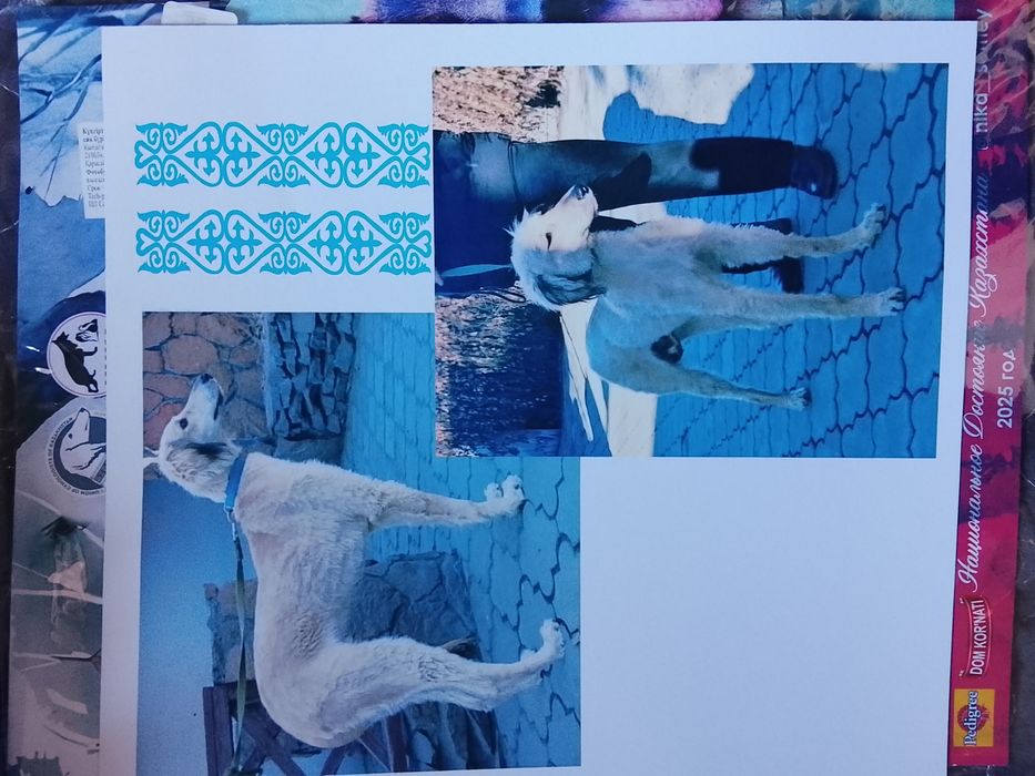 Шашақ құлақ тазы.