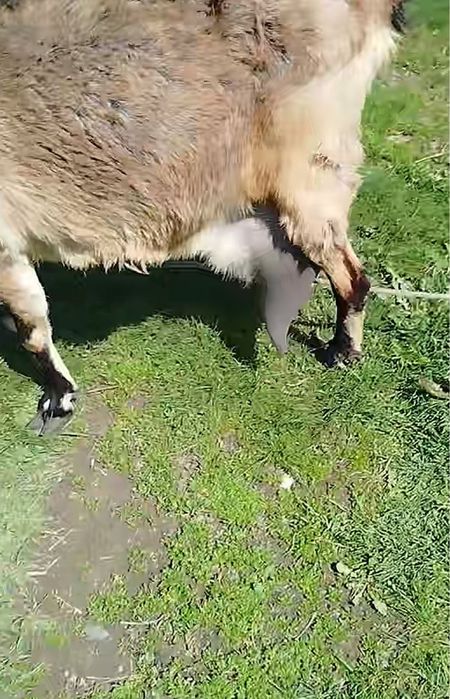 Козел молочной породы