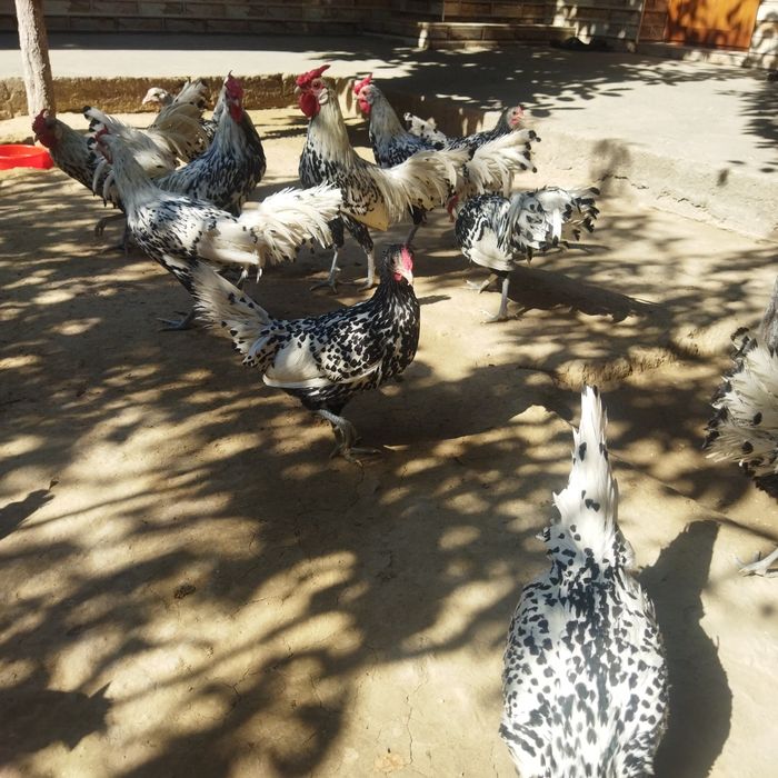 Yapon zotli gamburskiy zotli jojalarimiza sotuvda chiroyli dekarativni