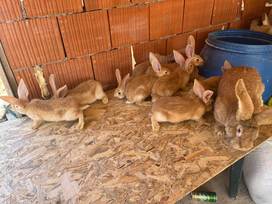 Iepuri uriaș german galben