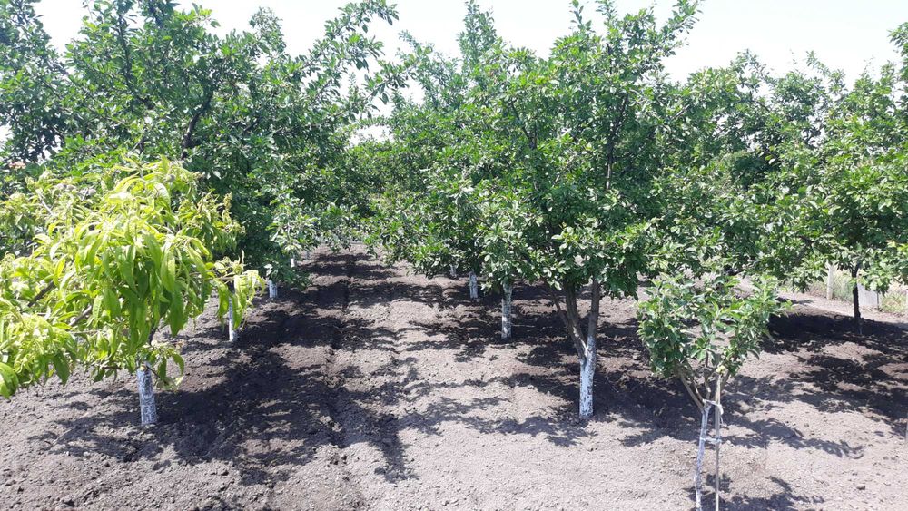 Продава се Парцел в с. Безмер, Област Ямбол - 850 кв.м за 21 €/кв.м - Снимка #11