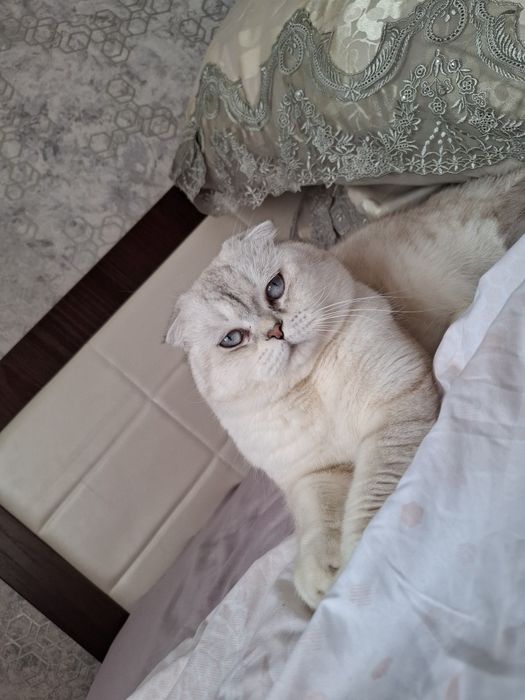 На вязку Шотландец Банни приглашает не агрессивных кошек