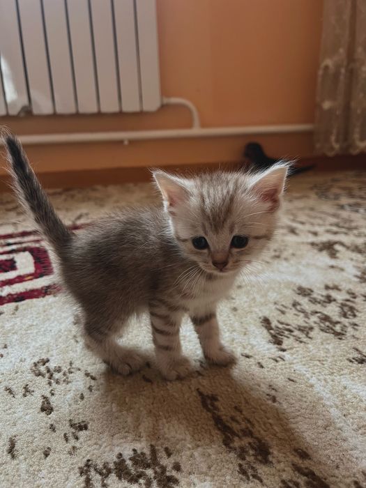 Кошка шотландская