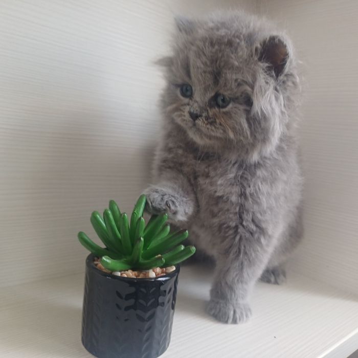 Британски котенца