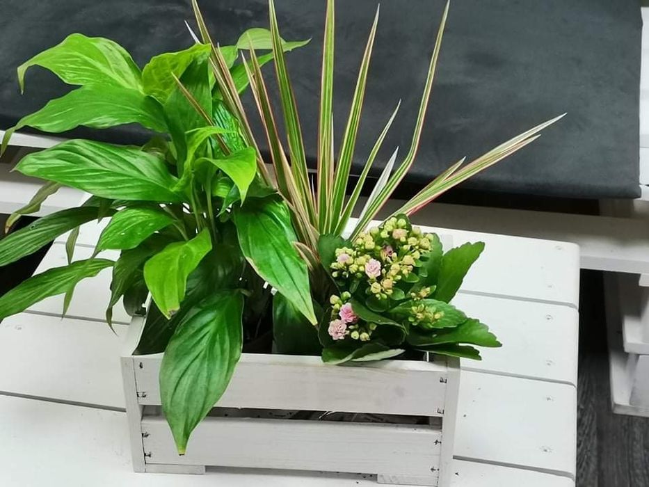 Дървени щайги с боя