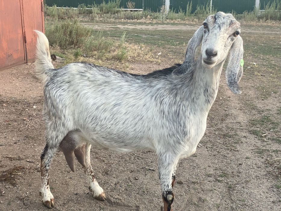 Продам дойную козу