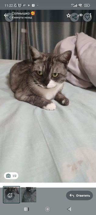 Отдам кошку в хорошие руки