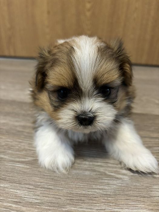 Шираниян - Ши Тцу- Померан