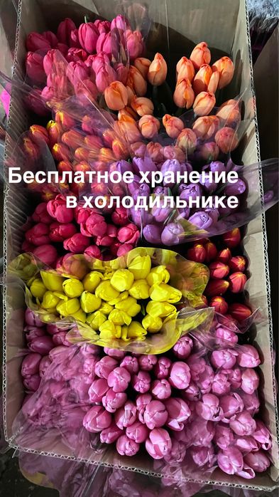 Тюльпаны оптом к 8 марта .