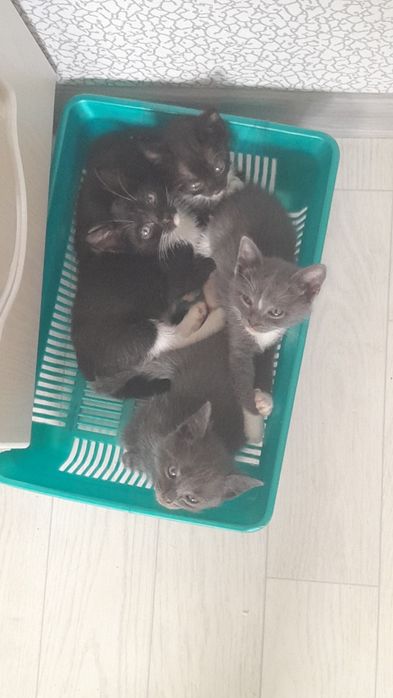 Отдам котят в добрые руки.