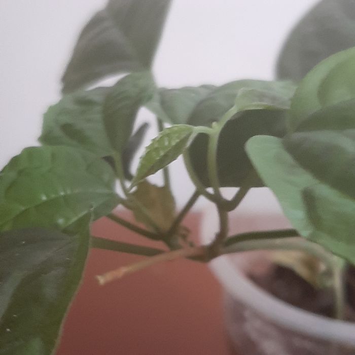 Китайская роза, клеродендрум