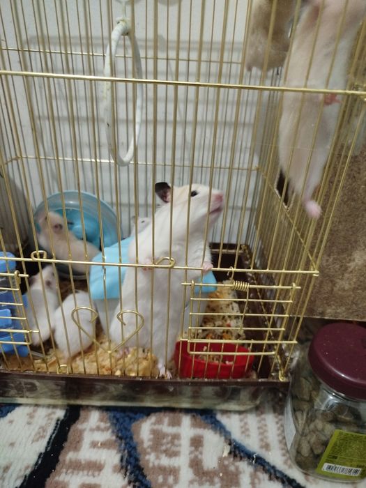 Продаётся хамяки