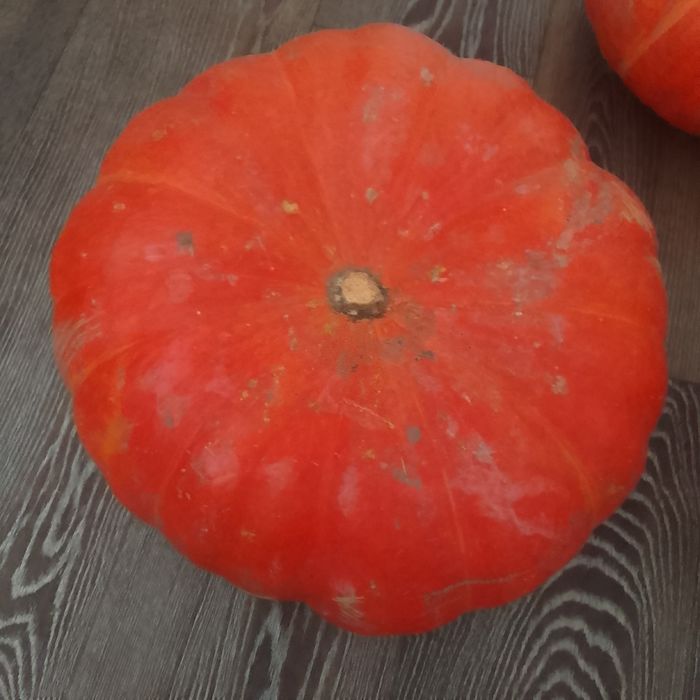 Продам тыкву домашняя