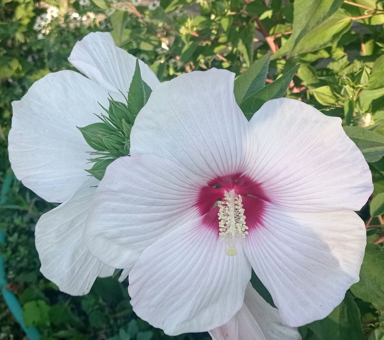 Хибискус с огромни 20-25 сантиметровицветове