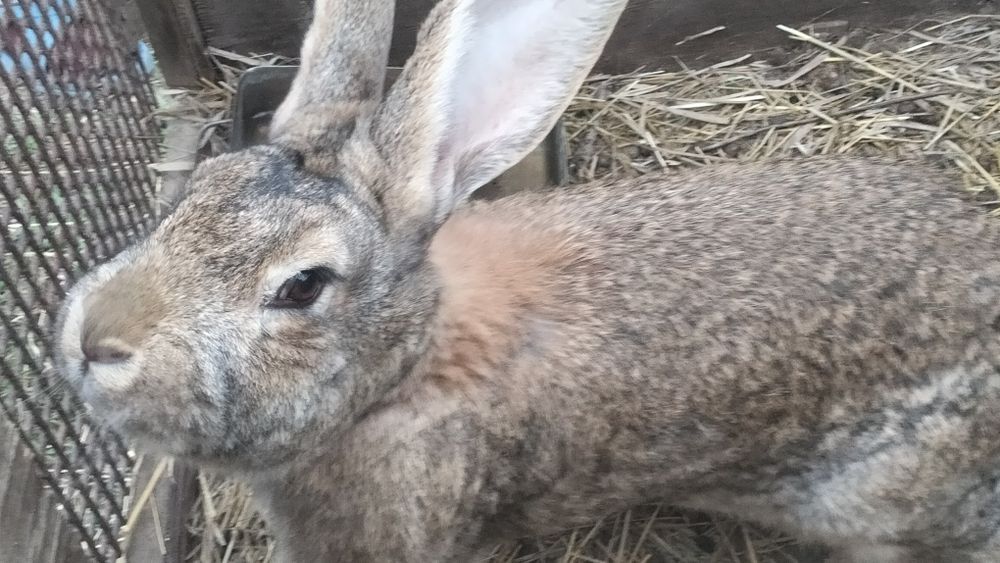 Продам крольчиху