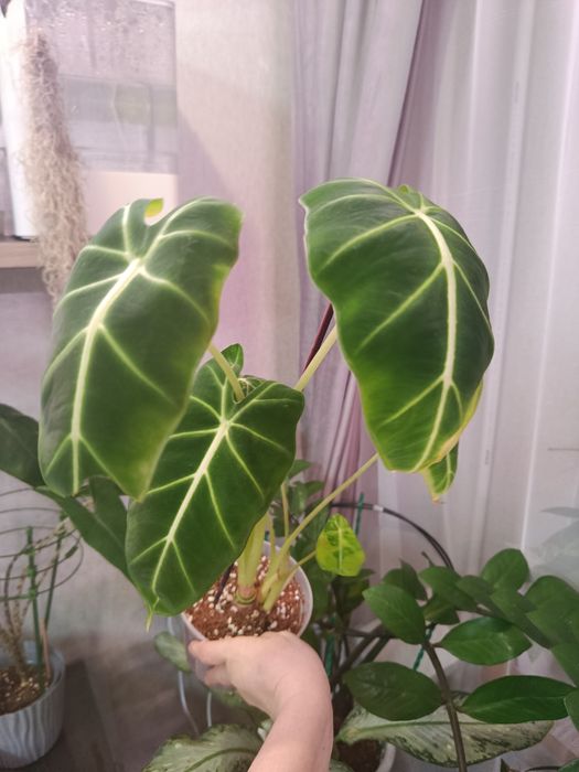 Отростки большой выбор