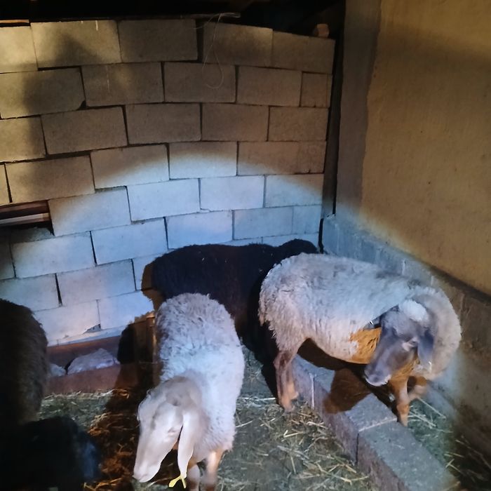 Қой сатам 450 мың