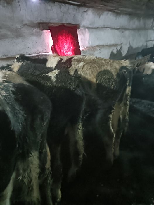 Продам бычков годовалых