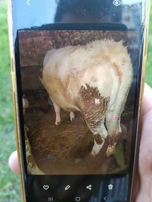 Juninci  de vânzare