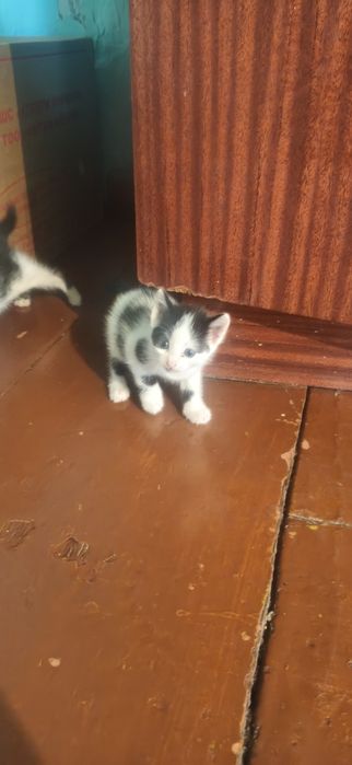 Отдам 4 красивых котят