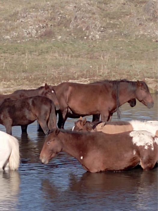 Айғыр 5 жасар үйірге