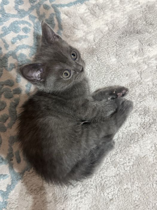 котята бесплатно
