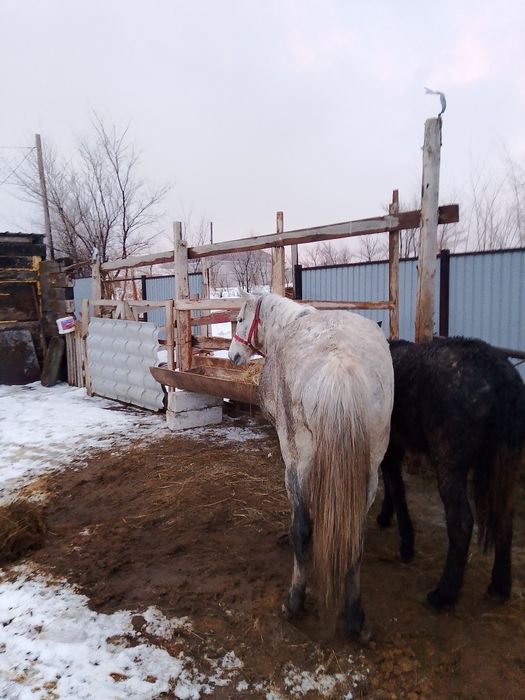 Бие бие бие бие бие