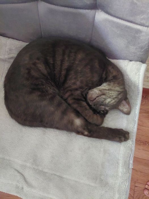 Отдам шикарного кота в добрые руки