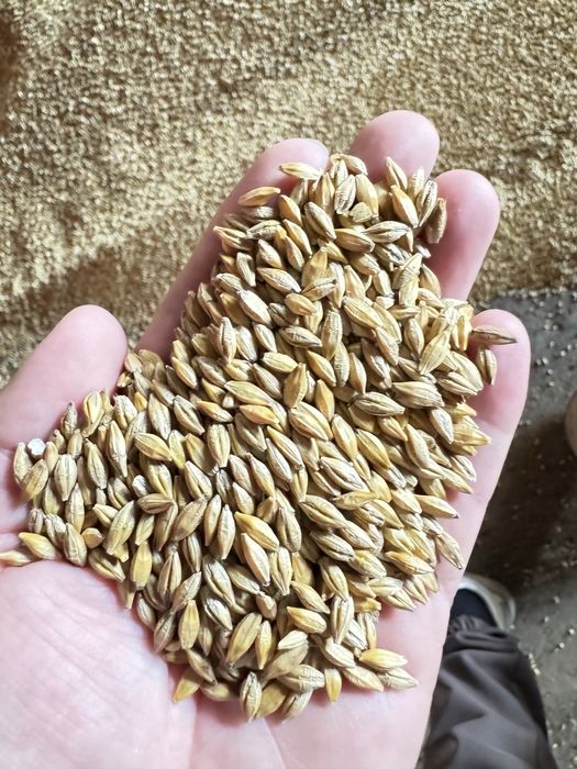 Продам ячмень в мешках
