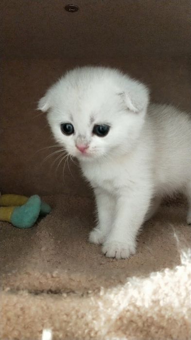 Продам серебристая шиншилла