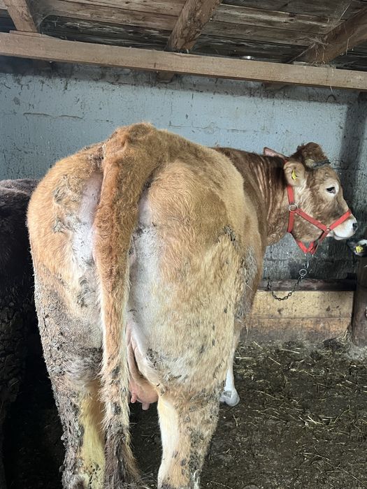 Vaca Limousine o singura fatare